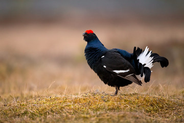 animal
