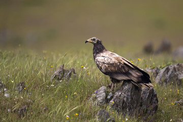 animal