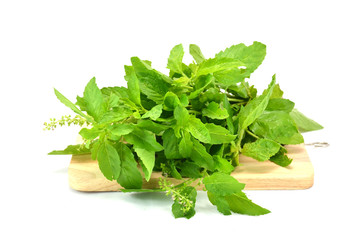 Fresh basil leaves isolated on white background