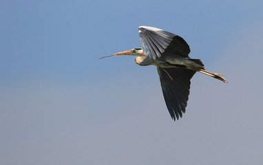 Obraz premium animal