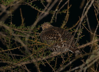 animal