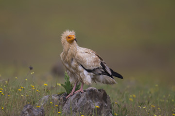 animal