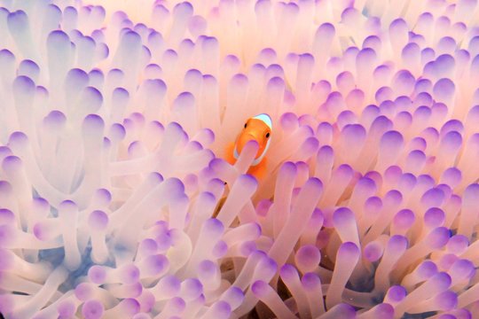 pink baby clownfish in anemone 