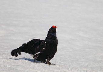 Animal