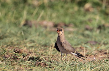 Obraz premium animal