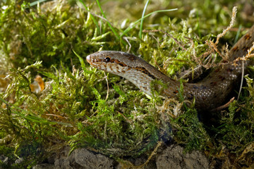 animal