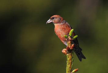 animal