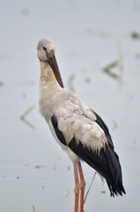 Open billed Stork bird, Anastomus oscitans in the water