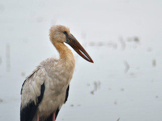 Open billed Stork bird, Anastomus oscitans in the water