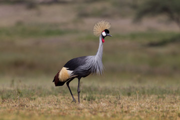 animal