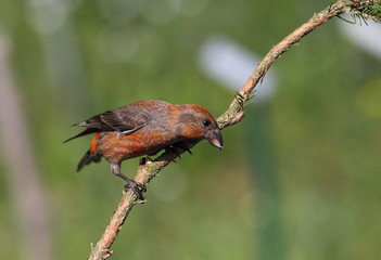 animal