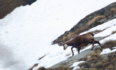 Animal