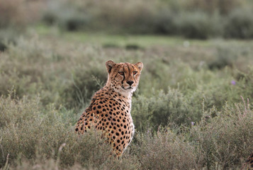 Animal