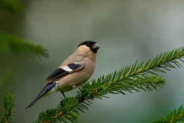 animal