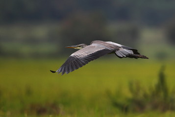 animal