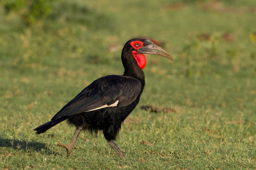 animal