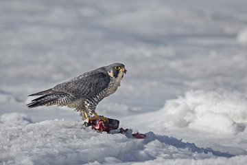 animal