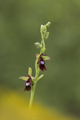 orchid
