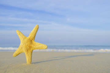 Starfish at the beach