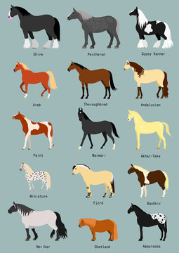 Horse breeds set with breed name