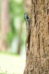 lizard on Tree, Thailand filed
