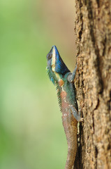lizard on Tree, Thailand filed
