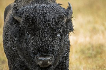 Fototapeta premium nature