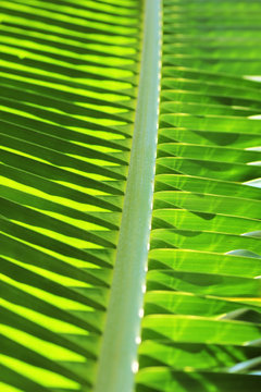 Closeup View of a Coconut Palm Frond