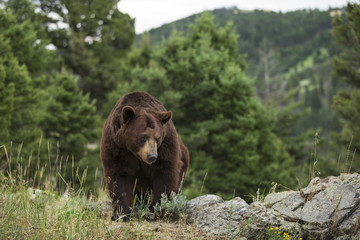 Fototapeta premium nature