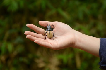 Beetle on hand, nature concept