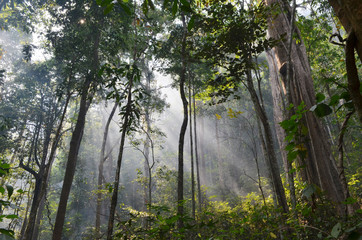 Fototapeta premium natural resource in tropical rain forest, Khao Yai National Park, Thailand