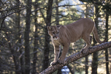 animal