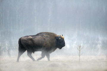 animal © Fabrizio Moglia