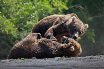 Obraz premium animal