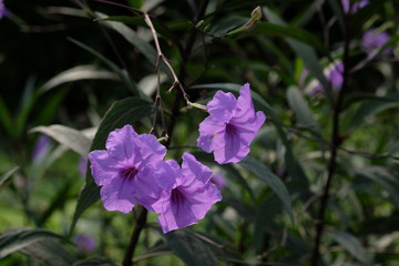 Delicate decorative blooms of Mexican Petunia (Ruellia brittoniana) brightening up the summer and...