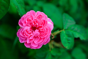 Colourful rose in sunny day in a park