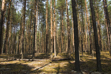 Obraz premium Pine forest in a nice summer day