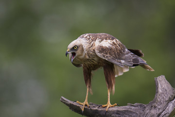 animal