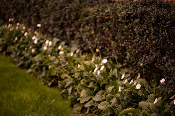 Garden with a row of flowers in front of hedges
