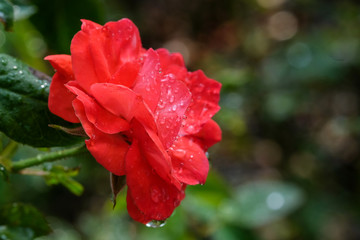 Colourful rose in sunny day in a park