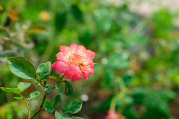 Obraz premium rose with water drops in park