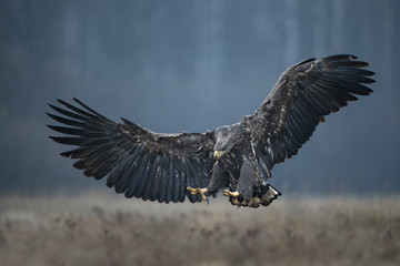 animal