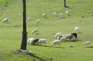 Obraz premium Sheep farm in South island, New Zealand.