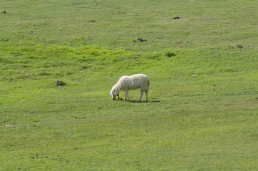 Obraz premium Cute funny sheep or lamb in green meadow