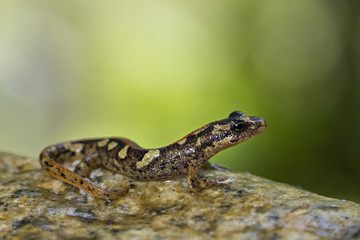 animal