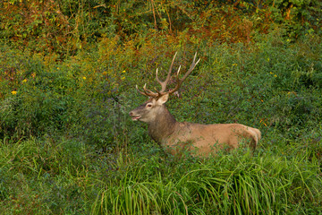 animal