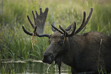 animal