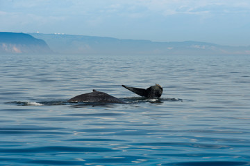 Fototapeta premium animal