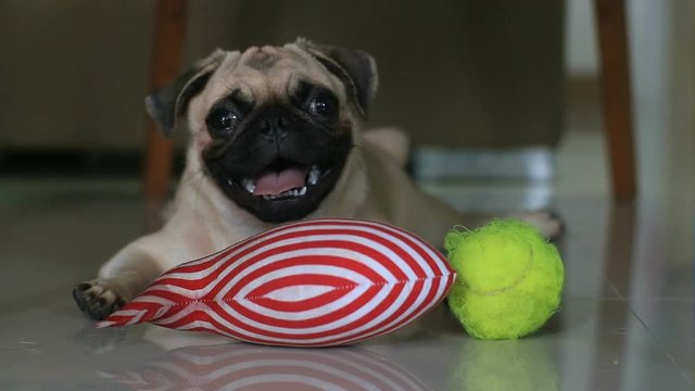Cute pug puppy dog play with toy 