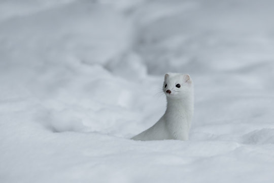 オコジョ の画像 4 842 件の Stock 写真 ベクターおよびビデオ Adobe Stock